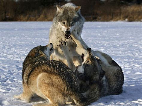 HD Wallpapers: Fighting Wolves