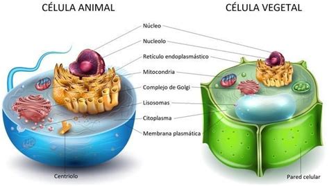 cuales son las estructuras exclusivas de las celulas vegetales - Brainly.lat