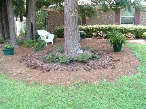 What Is A Good Ground Cover Under Pine Trees - ground cover good