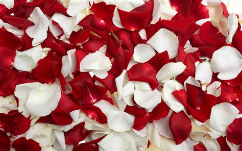 Flowers & Rose Petals Wallpapers HD Pictures | One HD Wallpaper ...