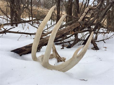 Expert Tips for Shed Hunting on Public Land - HuntTested