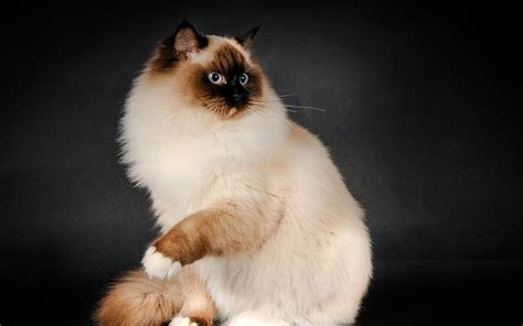 1920x1080px | free download | HD wallpaper: ragdoll cat breed-Animal Photo Wallpaper, white ...