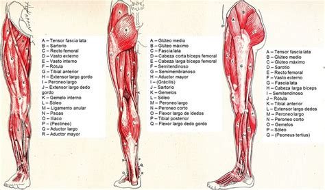 Músculos de la pierna | Musculos de las piernas, Músculos del cuerpo humano, Musculos del cuerpo