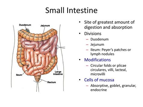 PPT - Phases of Gastric Secretion PowerPoint Presentation, free download - ID:1424740