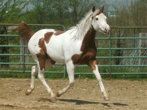 Trotting Horse Painting, Paint Horses, Horse World, Trot, Foals ...