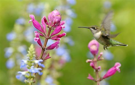 14 Proven Hummingbird Photography Tips - Birds and Blooms