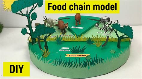 Food chain | Food chain model for science exhibition | Science fair model | Food chain model ...