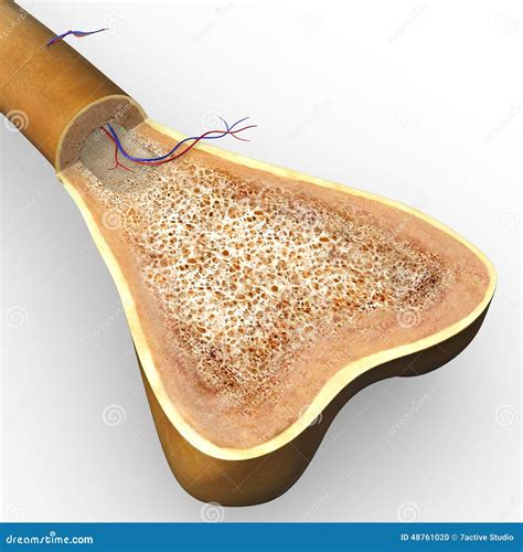 Bone Structure Stock Illustration - Image: 48761020