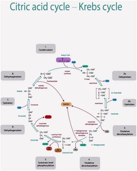 Citric Acid Cycle