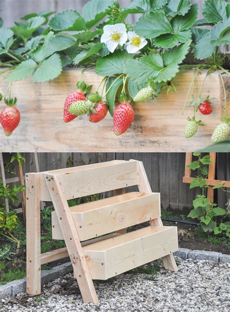 Vertical Pallet Strawberry Garden | Fasci Garden