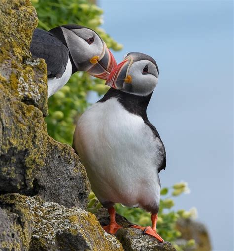 Photo by Adam Stunkel. Atlantic Puffin, Latrabjarg Cliffs, Westfjords, Iceland. National Audubon ...