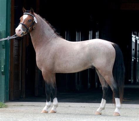 Bay Roan Welsh Mountain Pony Stallion, Cherubs Casanova - 11.3hh | Welsh pony, Pony breeds ...