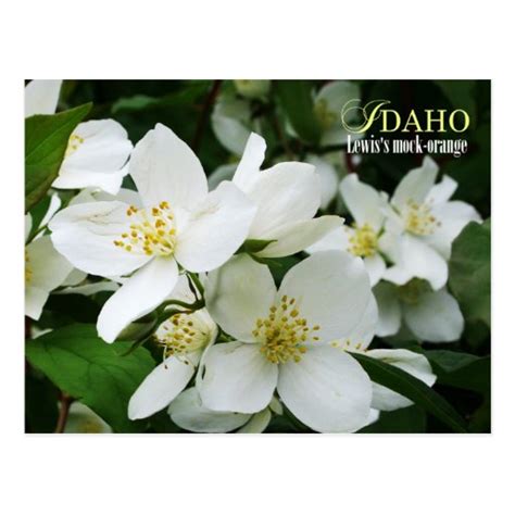 Idaho State Flower: Lewis's mock-orange Postcard | Zazzle