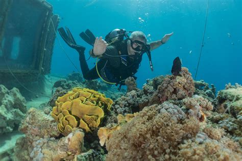 Coral reef and water plants in the Red Sea, Eilat Israel 3194416 Stock ...