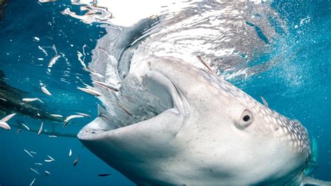 Sharks: Facts about the ocean's apex predators | Live Science