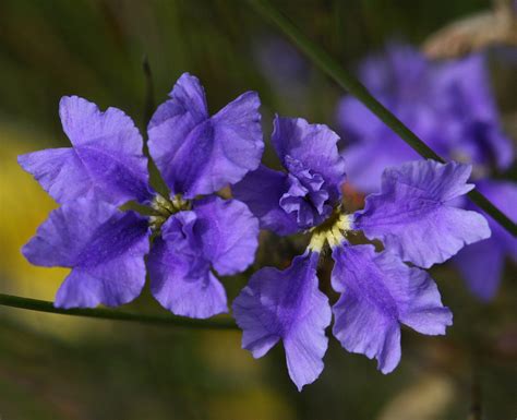 25 Beautiful Australian Wildflowers | Australian wildflowers, Australian native flowers ...