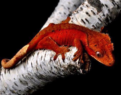 Crested Gecko Morphs | Amazing Wallpapers