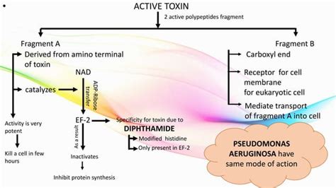 MECHANISM of ACTION of some GRAM positive BACTERIA’s exotoxin | PPT