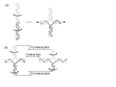 Cruciform DNA Diagram [IMAGE] | EurekAlert! Science News Releases