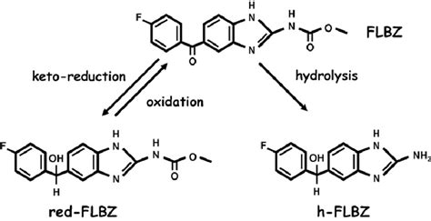 Proposed pattern of flubendazole (FLBZ) biotransformation. | Download Scientific Diagram