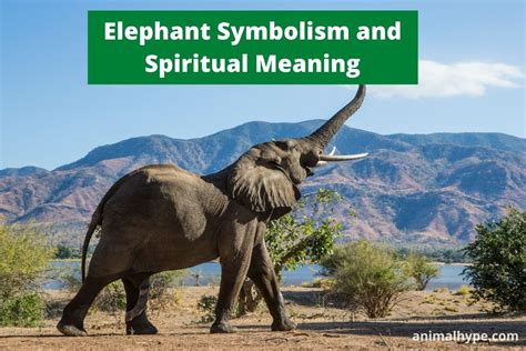 Elephant Symbolism and Meaning (Totem, Spirit and Omens) - Animal Hype