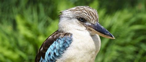 Kookaburra Bird Facts - AZ Animals