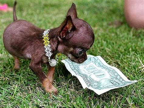 Chihuahua Milly is the World’s Smallest Dog