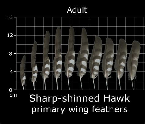 The Feather Atlas - Feather Identification and Scans - U.S. Fish and Wildlife Service Forensics ...