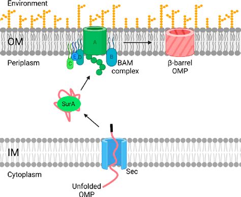 Schematic representation of β-barrel outer membrane protein (OMP)... | Download Scientific Diagram