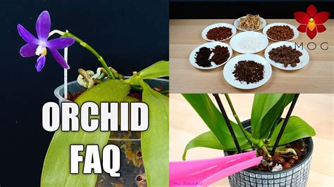 Quick Orchid Care Answers - Watering, Repotting, Reblooming & many more! | Orchid Tips for ...