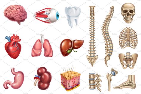 Skeleton, internal organs. Vector | Custom-Designed Illustrations ~ Creative Market