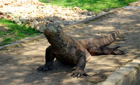 Flores' Inland & Komodo National Park | Authentic Indonesia | Local Travel Agency