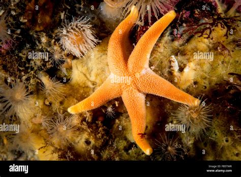 Blood Sea Star underwater feeding on a marine sponge in the Gulf of the ...