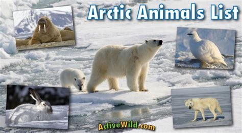 Arctic Animals List With Pictures, Facts & Information