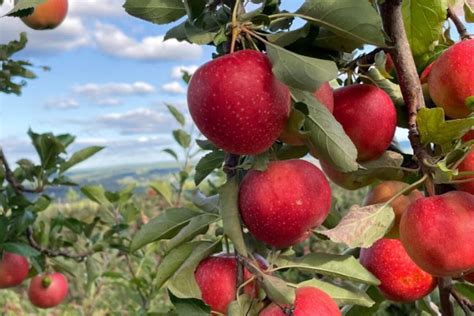 Lyman Orchards a Top 10 Apple Picking Orchard