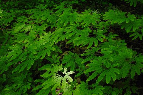 Adiantum pedatum | Ferns and Lycophytes of the World