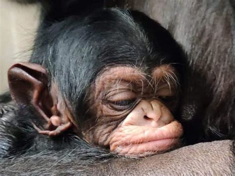 The heartwarming moment a chimpanzee mom is reunited with her newborn captured on video