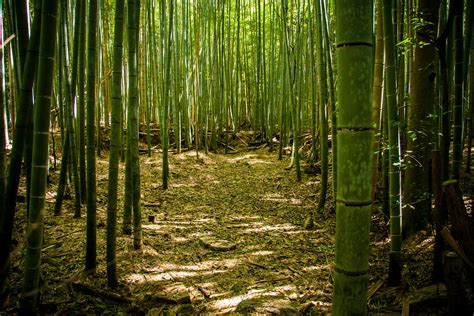 Bamboo forest @ Sagano, Kyoto | Iñaki Pérez de Albéniz | Flickr