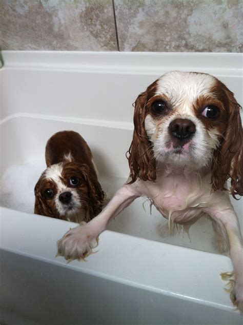 Getting a bath! Cavalier King Charles spaniel!