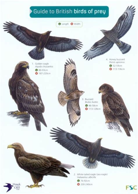 Guide to British Birds of Prey