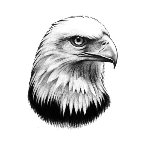 Bald Eagle Head | Eagle tattoo, Eagle head tattoo, Eagle face