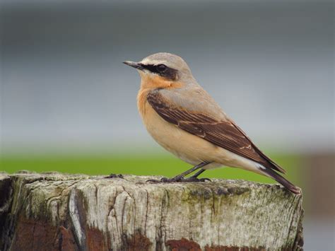 Northern Wheatear | Audubon Field Guide