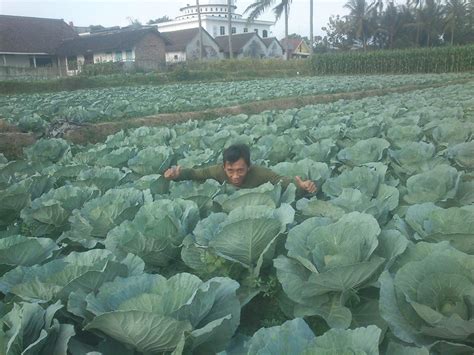 Complete Guide On How To Grow Cabbage A Right For Maximum results ~ Independent Agriculture