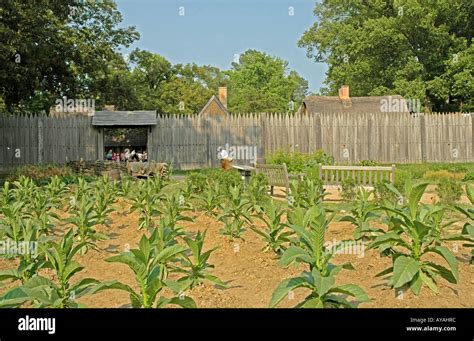 Jamestown Settlement fort james garden tobacco living history museum ...