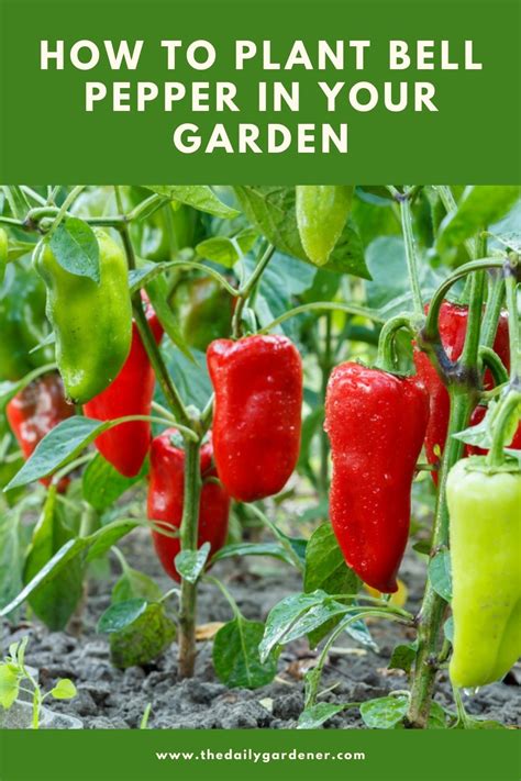 How to Plant Bell Pepper in Your Garden (Tricks to Care!)