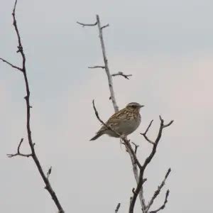 Woodlark - Facts, Diet, Habitat & Pictures on Animalia.bio