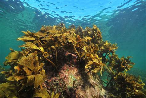 Submerged Rocks and Reef - Malibu Makos Surf Club