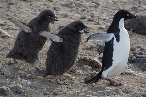 The USAP Portal: Science and Support in Antarctica - 2023-2024 Science Planning Summary