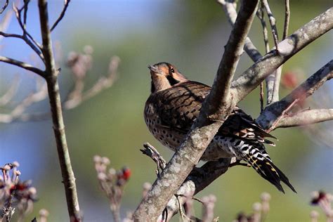 Alabama State Bird Photograph by Travis Truelove - Pixels