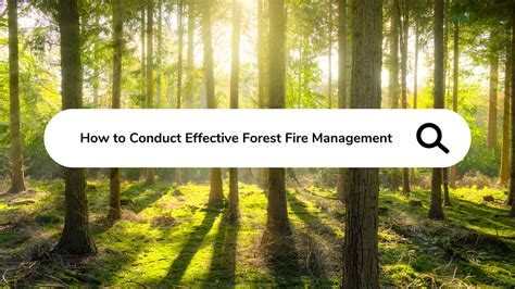 Effective Forest Fire Management | Dryad Networks